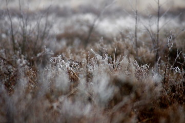 frost on grass
