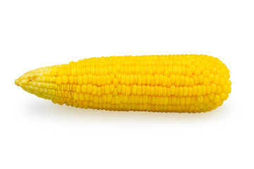 sweet corn isolated on white background with clipping path 