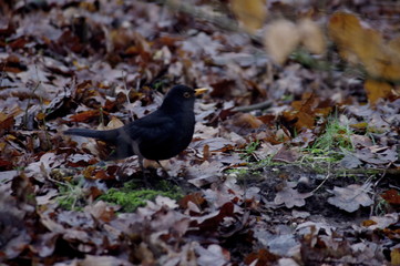 blackbird in forest