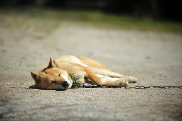 The Jindo breed of dog is napping.