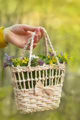 Spring background with forest flowers. Spring multi-colored flowers. Basket of spring flowers