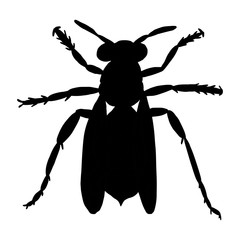 Silhouette of a wasp top view on an isolated white background. Insect logo. Stock vector illustration.