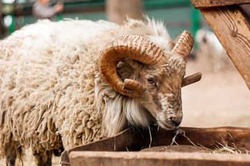 old sheep on a farm