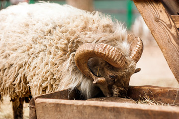 old sheep on a farm