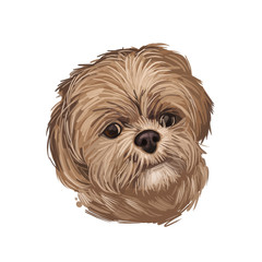 Pekapoo Dog cross breed of Pekinese or Pekingese and poodle isolated on white. Digital art illustration of hand drawn cute home pet portrait, puppy head, rear mixed poodle crossbreed, t-shirt print.