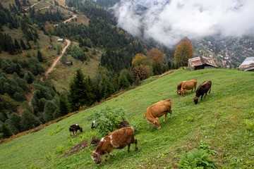 Fototapeta na wymiar forest landscape behind grazing calves and cows in the village from uzungol turkey
