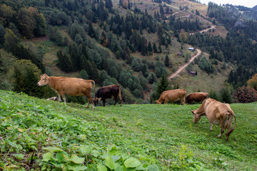 forest landscape behind grazing calves and cows in the village from uzungol turkey
