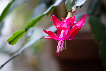 Nahaufnahme blühender Weihnachtskaktus Schlumbergera 