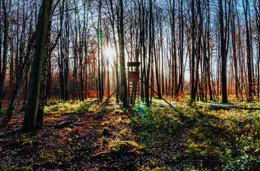 Hochsitz im Wald bei Sonnenuntergang