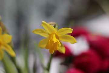 Gelbe Narzisse im Frühling