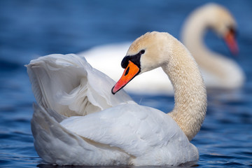 Obraz premium Swan on a clear deep blue river reflection