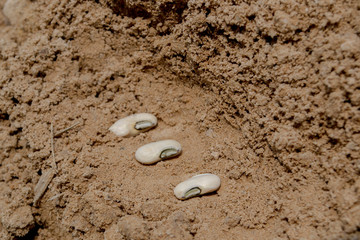 Planting yard-long bean seeds with loam.