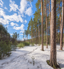 Early spring in the forest Sunny snow melts pine forest.
