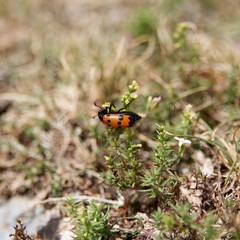 insecte au Soleil 