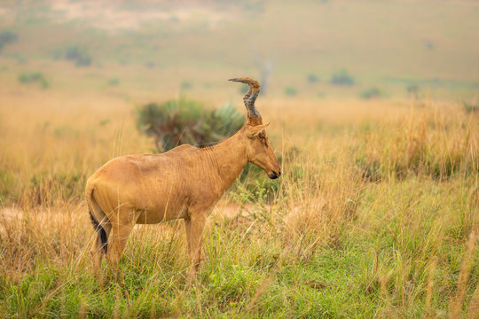 Jackson's hartebeest at sunrise, Murchison Falls National Park, Uganda.