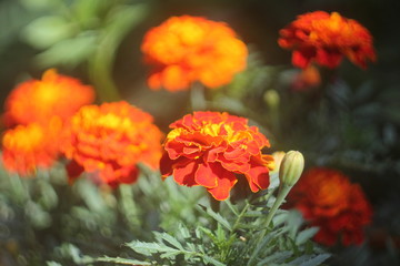 Marigold flower close-up. Blurred background.