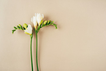 Floral background. Freesia flowers on a beige background. Minimal concept. Flat lay, top view. Copy...
