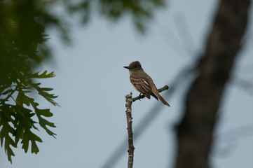 Great Crested Flycatcher