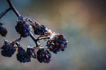 old dried blackberries covered in ice on a sunny day in spring with a beautiful background.