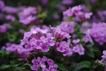 Fototapeta premium the little purple flowers