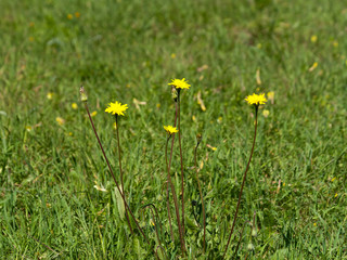 Yellow wildflowers among green grass