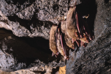 A wild some bats hangs in a dream on the ceiling of a stone cave. Little bats in the North Caucasus