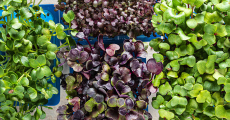 fast growing microgreens for year-round salads