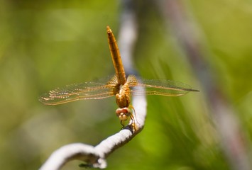 libellule jaune n°1