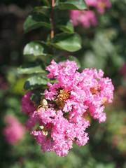 ピンクのサスルベリ