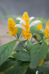 Fototapeta na wymiar yellow lily flowers in the garden
