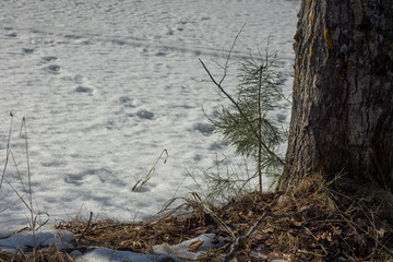 Tree by the lake in sprin