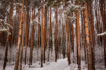 Snowy road in snow covered winter forest