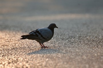 pigeon parisien 