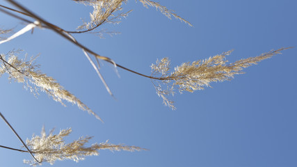 zartes Gras gegen blauen Himmel, Retrotapete, Retrohintergrund für Winter und frostiges Wetter