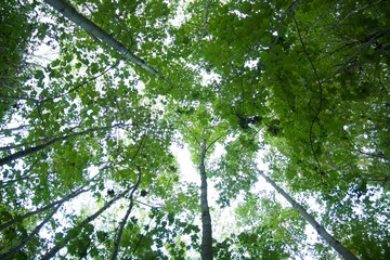 forêt en contre plongé 