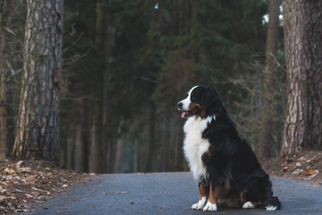 Bernese mountain dog in the autumn forest.