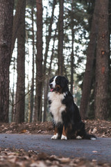 Bernese mountain dog in the autumn forest.