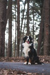 Bernese mountain dog in the autumn forest.	