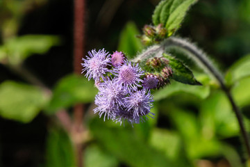 wild hairy flower
