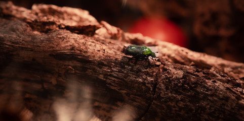 Scarabée émeraude sur un tronc d'arbre