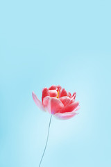 The concept of protecting nature from garbage. A live flower on a wire stem. Background with place for your text.