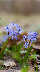 proliski blue in the forest spring flowers first blue botanical garden plant stock grow in the forest flora