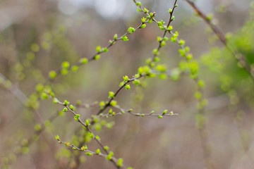 buds on the trees spring blossom bushes green closeup came spring March warmth