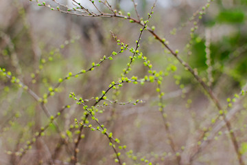 buds on the trees spring blossom bushes green closeup came spring March warmth