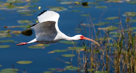 White Ibis in flight taken in Florida