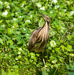 American Bittern taken in Florida