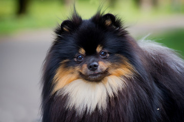 Pomeranian dog outdoors in the park. Pet at summer. Dog smile. Pomeranian portrait