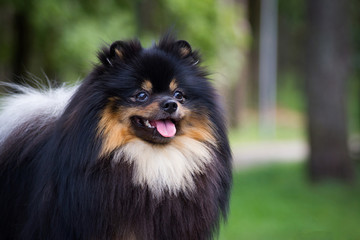 Obraz premium Pomeranian dog outdoors in the park. Pet at summer. Dog smile. Pomeranian portrait