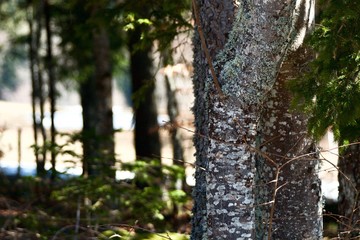 troncs en forêt 