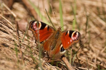 papillon rouge n°1